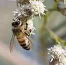 208 Forever biedt u 100% natuurlijke bijenproducten. Onze bijenkorven bevinden zich op een ideale lokatie, in een zuivere omgeving die vrij is van pesticiden en andere verontreinigende stoffen.