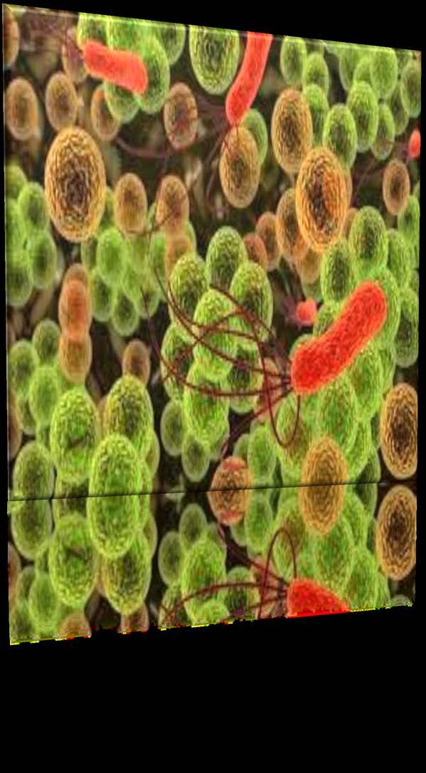 BIOTECHNOLOGIE ma 6 Biotechnologie gaat over kleine beestjes die je niet kan zien, we noemen ze meestal bacteriën.