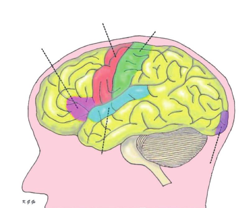 Symptomen of verschijnselen De verschijnselen van een hersentumor kunnen veroorzaakt worden door drukverhoging in het hoofd ten gevolge van de groeisnelheid van de tumor, maar ook door ingroei in