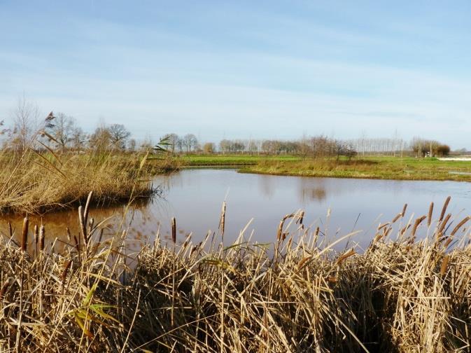 9 Nevengeul van de Leijgraaf aan de Egelweg Poel in de urbane EVZ op de Stadsweide Bij de inrichting van het natuurpark De Maashorst worden veel poelen opgeschoond.