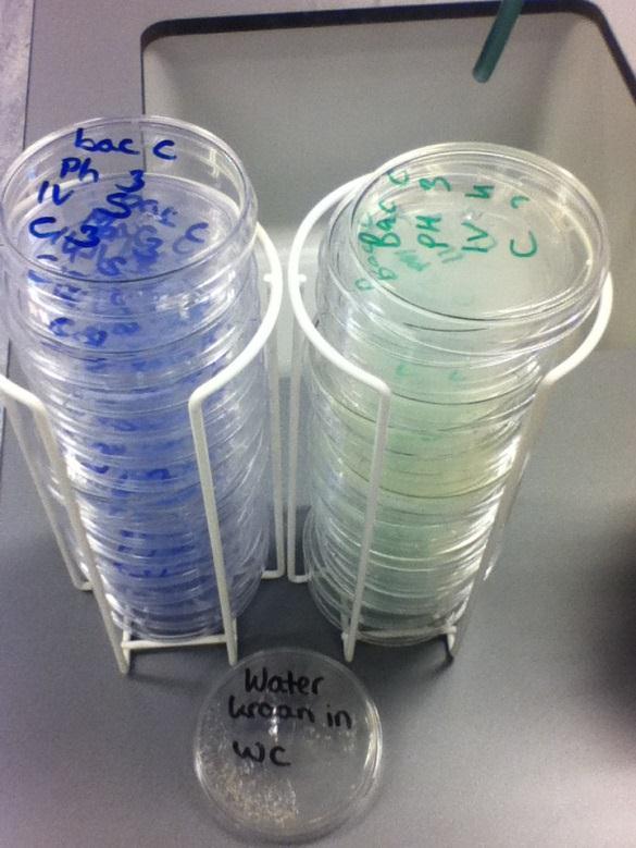 Figuur 2.15 De Petri schaaltjes voor bacteriesoort C. De stapels zijn al gesorteerd en klaar om te gaan groeien. Figuur 2.16 De Petri schaaltjes voor bacteriesoort D.