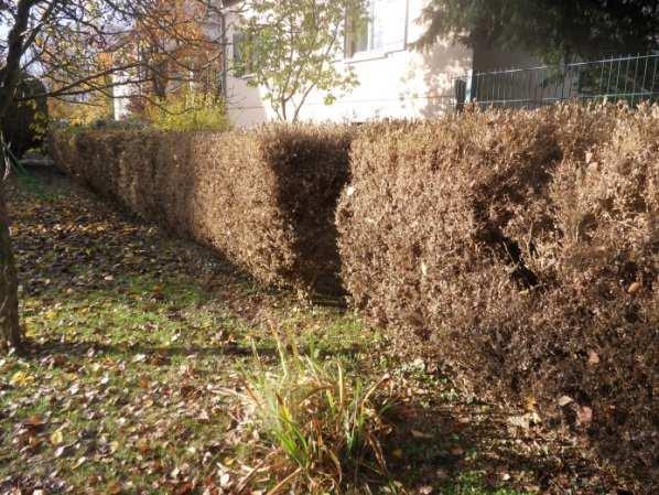 Behandeling met biopesticiden 1 (toegestaan in biologische landbouw) : o Bacillus thuringiensis var.