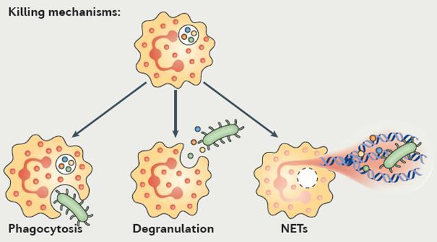 Neutrophil extracellular traps (NETs) Antimicrobieel wapen 1 Mogelijk weefselschade Sepsis, auto-immuun aandoeningen,