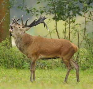 Gebruikers & niet-gebruikers begunstigden van ecosysteemdiensten halen rechtstreeks voordelen of baten uit het gebruik, de actieve beleving of louter het besef van ecosysteemdiensten, bv.