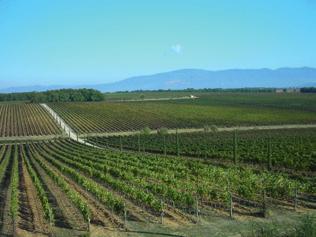 2012 Sangiovese Vigne a Porrona We stellen u voor aan de recente D.O.C.G. Montecucco (1998). Het schitterende terroir ligt in het zuiden van Montalcino.