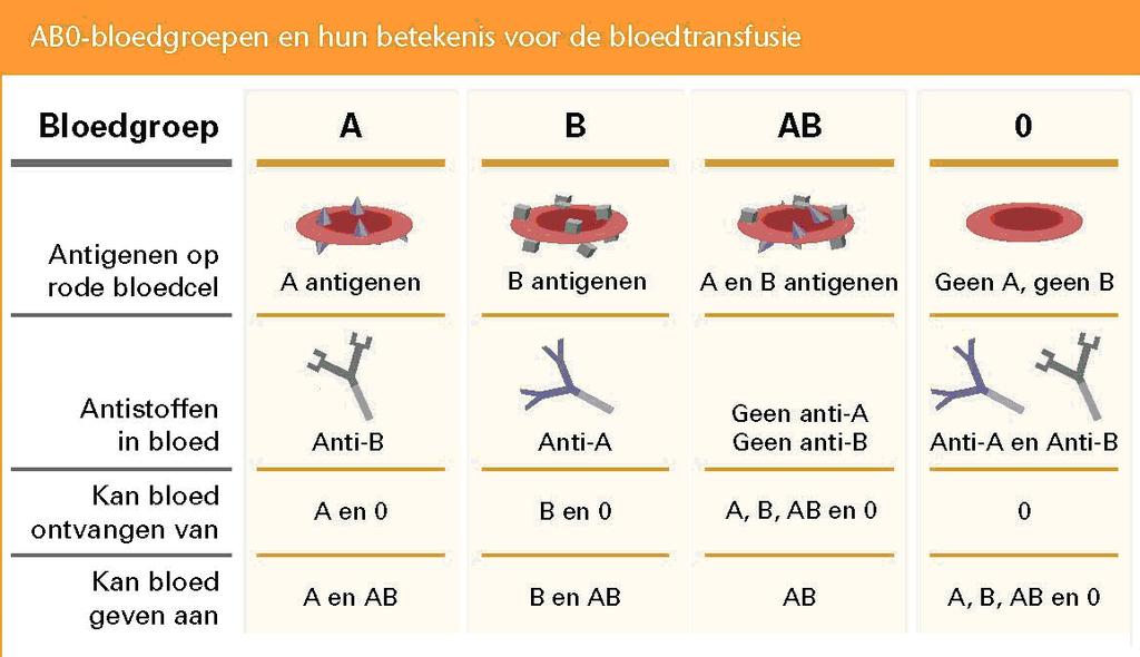 BLOEDGROEPEN BEPALEN: THEORIE Rode bloedcellen bevatten antigenen (deze worden ook wel bloedfactoren genoemd). De antigenen bepalen welke bloedgroep je hebt.