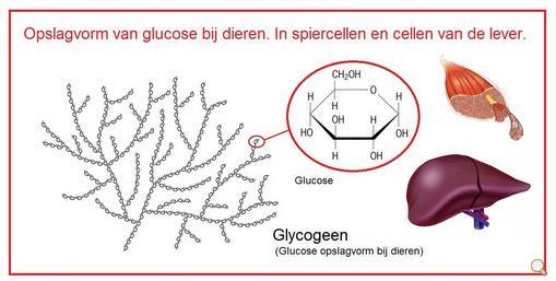 Korte herhaling van de Biochemie van onze