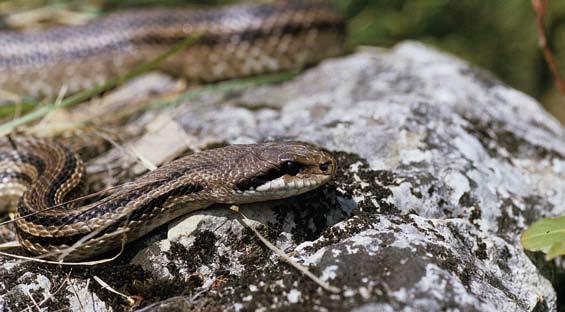 Elaphe quatuorlineata, vierstreepslang ware Delalande s gekko. Anguis cephalonica volgens mij correct Anguis cephalonicus.