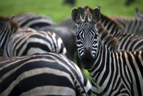 Impressionante kuddes gnoes en zebra s in de vlaktes van de Serengeti.