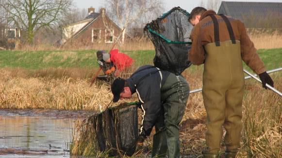 Hoe vang je een grote modderkruiper? Tekst en foto s: F. Spikmans; foto s: F.