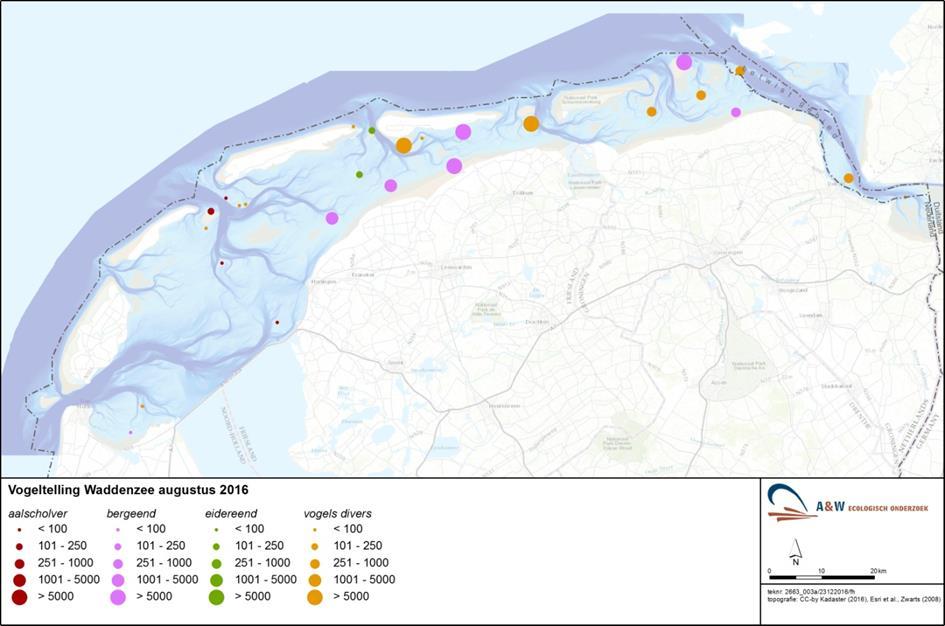 Het ontbreken van een jaarlijkse (vliegtuig)telling van de ruiende Eidereenden in de Waddenzee is een belangrijke tekortkoming in de huidige monitoring.