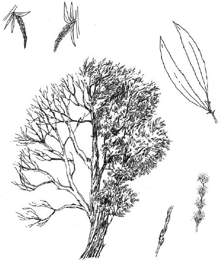 Achtergrondinfo In knotwilgen leeft een groot aantal dieren; ringmussen en steenuilen nestelen bij voorkeur in de holtes van de knotwilg. Ook groeien er soms planten en bomen in knotwilgen.