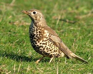 insectivore vogels Causale relatie onduidelijk