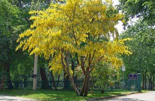 Cornus mas gele kornoelje,