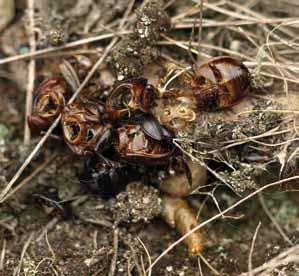 Figuur 4. Prooiresten, waaronder verschillende gedeeltelijke exoskeletten van mestkevers, op het web. (foto: Lex Peeters) aangetroffen.