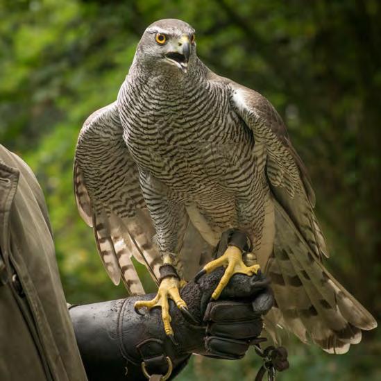 We wilden net naar huis gaan toen RINI MAAS kwam, hij is in de winter altijd in het park op konijnen jacht met een woestijnbuizerd en een fret.