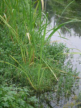 Wilde rijst Wilde rijst (Zizania) is een geslacht van vier soorten grassen.