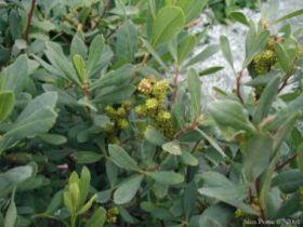 Wilde Gagel De struik werd zowel beschouwd als een medicinale als een toverplant en werd bijvoorbeeld bij kiespijn toegepast. De struik is ook insectenwerend.