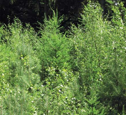 stresst door meerdere factoren. In ieder geval betreft dit de concurrentie om licht, maar er is op de arme droge zandgronden ook stress door een gebrek aan water en voedingstoffen.