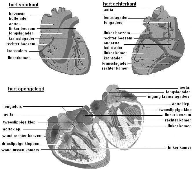 Maak een tekening van de borstzijde van het hart en geef aan: linkerboezem, linkerkamer, rechterboezem, rechterkamer, aorta, longslagader, bovenste holle ader, onderste holle ader, kransslagaders,