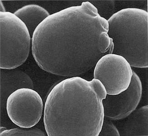 Bepaling van de vitaliteit gistcellen met behulp van methyleenblauw Eric Berning, Canisius, Almelo Voorbereiding Introductie Saccharomyces cerevisiae (bakkersgist, zie figuur) is een facultatief