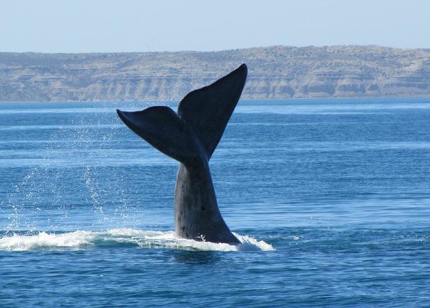 Minder welkome gasten, voor de zeehonden althans, zijn scholen orka s die de kusten afschuimen naar onoplettende jonge zeeleeuwen. Op open zee, niet ver van de kust, komen vele soorten walvissen voor.