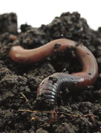 Afhankelijk van de bodem en boomsoort kunnen regenwormen zeer talrijk zijn of juist ontbreken.