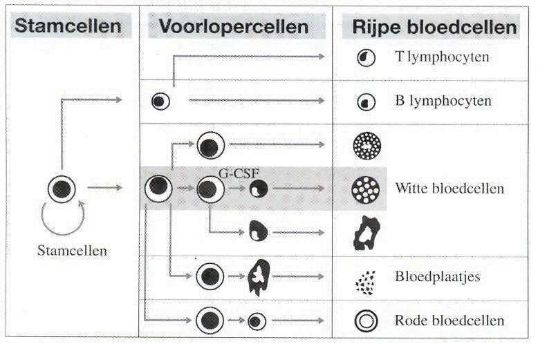 Donor informatie Stamceltransplantatie De rijpe bloedcellen verlaten het beenmerg en komen in de bloedbaan terecht. Deze bloedcellen hebben een beperkte levensduur.