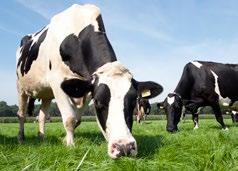 Vlak voor de introductie van het melkquotum in 1983 produceerde Nederland ruim 13 miljard kg melk.