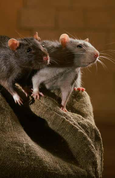 Voorkom rattenoverlast Eeuwenlang heeft de mens met allerlei middelen getracht om de rat uit te roeien. De rat is er echter nog steeds en zal nooit volledig verdwijnen.