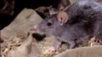 De zwarte en de bruine rat Als de media over rattenoverlast schrijven, gaat het meestal over zwarte ratten. Behalve de zwarte rat neemt in ons land ook de bruine rat in aantal toe.
