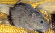 Dus als u één rat ziet, zijn er waarschijnlijk meer in de buurt. Bruine ratten planten zich het gehele jaar door voort en de vermeerdering gaat snel.