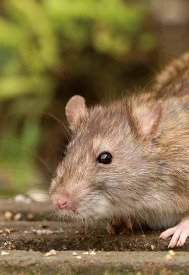 Ratten bestrijden: wat doet de gemeente? Iedere rat die wordt uitgeschakeld, is alleen al belangrijk vanwege het feit dat die zich niet meer kan voortplanten.