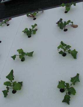 10517: Opkweekmaterialen foto 1 4 planten op voor: 228-gaats trayplant