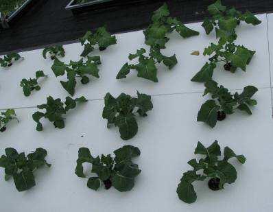foto 5 6 planten voor: Jiffy-pots op 60 mm drijver (bloemkool), 6 planten
