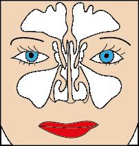 Wat? De neusbijholten bestaan uit de kaakholten, de zeefbeenholten, de voorhoofdsholten en de wiggebeensholten. In deze holten bevindt zich onder normale omstandigheden lucht.