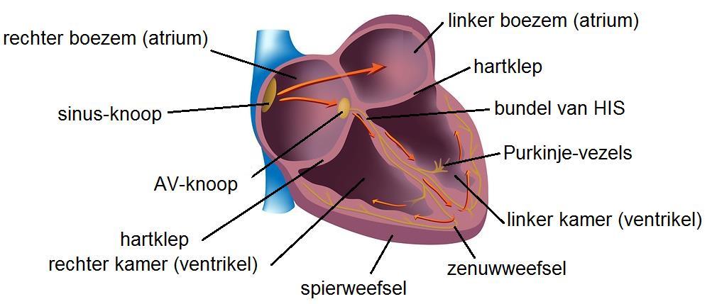 Aansturing van het hartritme Normaal klopt het hart rustig en regelmatig. Het hartritme komt tot stand door elektrische prikkels vanuit een bundeltje zenuwen in het hart: de sinusknoop.