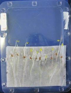 Bijlage I Toelichting biotoets (Fytotoxkit) In het onderzoek is gebruik gemaakt van de Fytotoxkit kiemtoets om groeiremming in recirculatiewater van de rozenteelt aan te tonen.