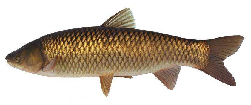- De Rietput te Nieuwegein- GRASKARPER (Ctenopharyngodon idella) Leefomgeving en groei De graskarper is een uitheemse vis die van oorsprong uit China komt.