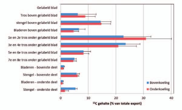 In de loop van 24 uur worden de assimilaten die in het blad gevormd zijn uit de 13 C door de plant getransporteerd. Daarvan wordt ca.