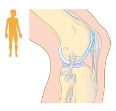 Uw orthopedisch chirurg heeft u geadviseerd om een kijkoperatie (arthroscopie) van de knie te ondergaan. Arthroscopie betekent: in het gewricht kijken.