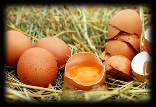 ZOMER 2017 EIERCRISIS Welke giftige stof werd in de eieren aangetroffen? Fipronil Wat is deze schadelijke stof? Het is een bestrijdingsmiddel tegen ongedierte.