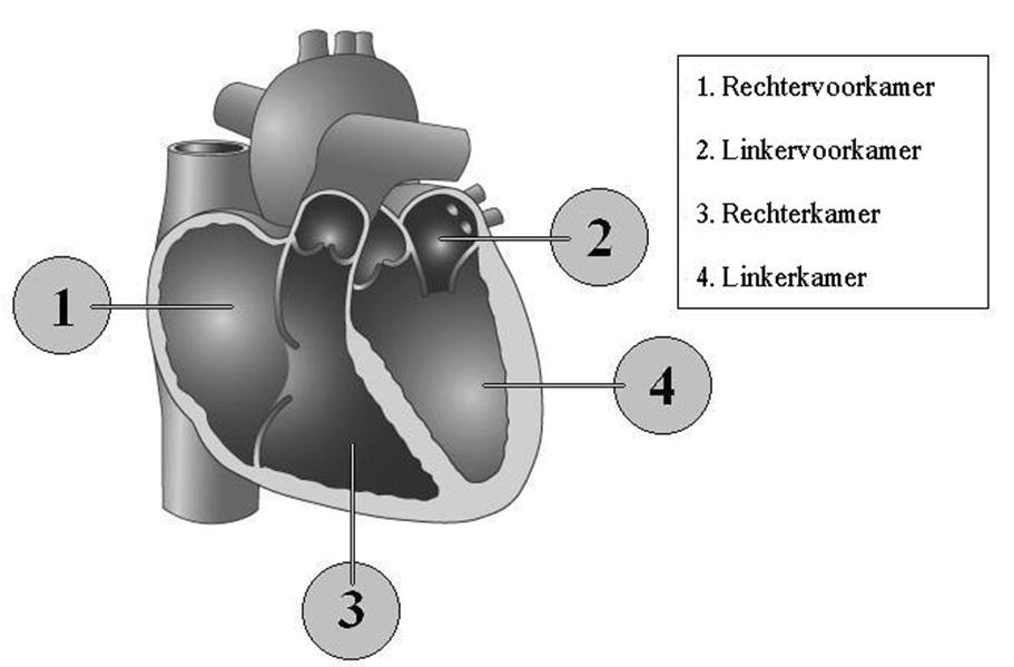 Inhoud 1. Hoe werkt het hart? p. 3 1.1. De hartholten p. 3 1.2. De hartkleppen p. 4 1.3. De weg van het bloed doorheen het hart p. 4 1.4. De bloedvoorziening van het hart p. 5 2.