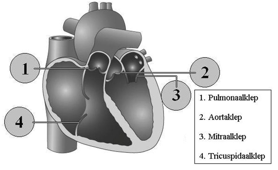 1.2. De hartkleppen De hartkleppen zijn als het ware deurtjes die zich openen en sluiten tussen de kamers en de voorkamers of tussen de kamers en de bloedvaten.