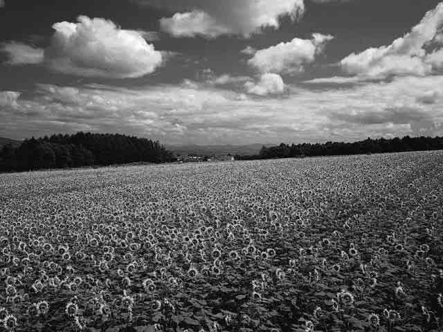 Diafragmavergroting vernauwt het veld dat scherpgesteld is. (De velddiepte wordt oppervlakkiger.