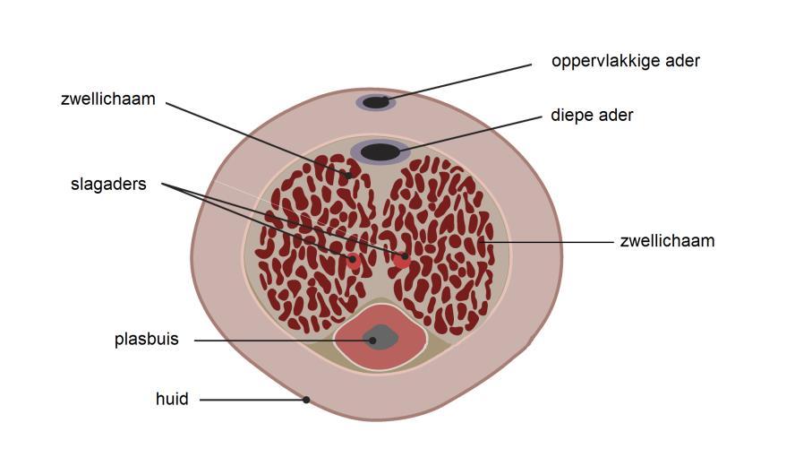 Afbeelding 1 *) : Dwarsdoorsnede van de penis Zelf-injectie Een erectie kan opgewekt worden door de penis in te spuiten met medicijnen die ervoor zorgen dat de bloedvaten zich verwijden en de spieren