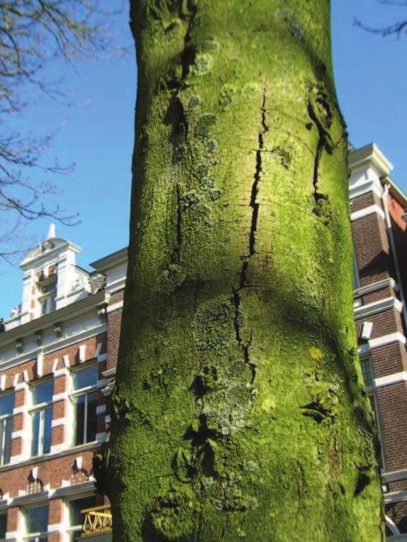 Foto 10; de kenmerkende bloedingsvlekken Foto 11: na verloop van tijd ontstaan bastscheuren Enkele op de singels aangetroffen verschijnselen wijken sterk af van het algemene beeld van de ziekte zoals