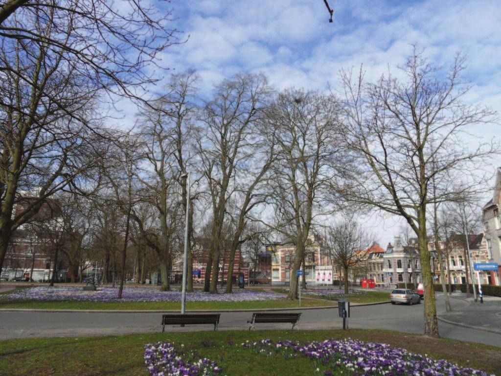 Groenadvies Amsterdam bv Boomonderzoek Singels te Groningen Veel van de bomen hebben oppervlakkige beworteling die op of net boven het maaiveld ligt.