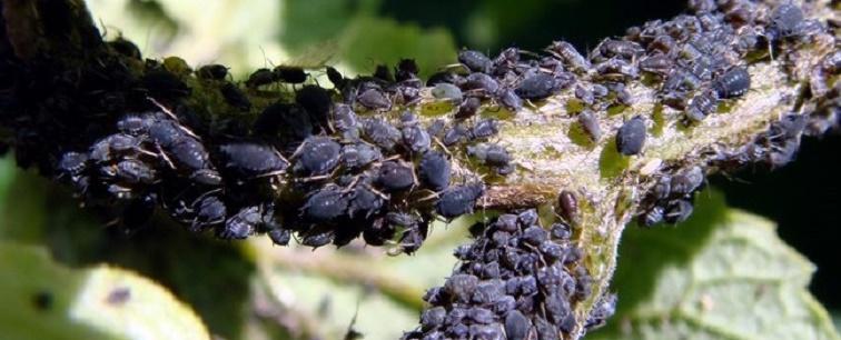 beleidsinstrumenten Luizen, honingdauw en roetdauwschimmel Het algemene belang van de boom gaat boven de hinder die luizen veroorzaken.