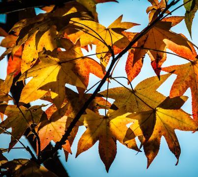 beleidsinstrumenten Boomkeuze In het verleden zijn bomen aangeplant die onvoldoende groeiruimte hadden. Dit leidt nu tot overlast.